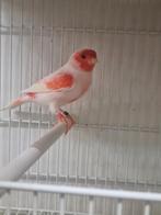 Rode mozaïek kanaries, Dieren en Toebehoren, Meerdere dieren, Kleurkanarie