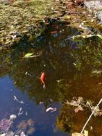 Gevraagd GRATIS Shubunkin vijvervis ,, Dieren en Toebehoren, Overige soorten