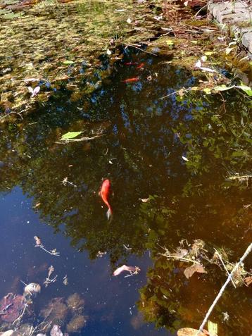 Gevraagd GRATIS Shubunkin vijvervis , beschikbaar voor biedingen