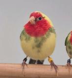 Te koop aangeboden diverse bonte papagaai amedines, Meerdere dieren, Tropenvogel, Geringd