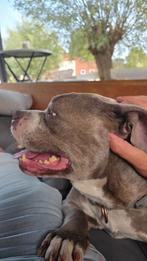 American (pocket) bully lady zoekt nieuwe huisje, 6 jaar of ouder, Overige rassen, CDV (hondenziekte), Teef