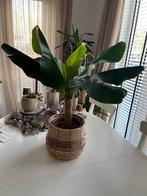 Bananenplant, Ophalen, 100 tot 150 cm, Overige soorten, In pot