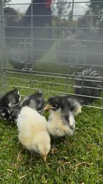 5 orpington kuikens groot, Dieren en Toebehoren, Pluimvee, Meerdere dieren, Kip