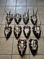 10 x Ree bok gewei samen € 27 kerst landelijk taxidermie, Verzamelen, Dierenverzamelingen, Ophalen of Verzenden, Gebruikt, Hert