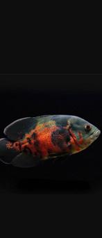 Gezocht pauw oog, Dieren en Toebehoren, Vissen | Aquariumvissen, Vis