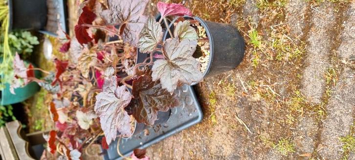 Heuchera met donkerroodgroen blad en crèmekleur bloemetjes, Tuin en Terras, Planten | Tuinplanten, Volle zon, Zomer, Ophalen