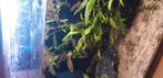 Guppies, Dieren en Toebehoren, Vis