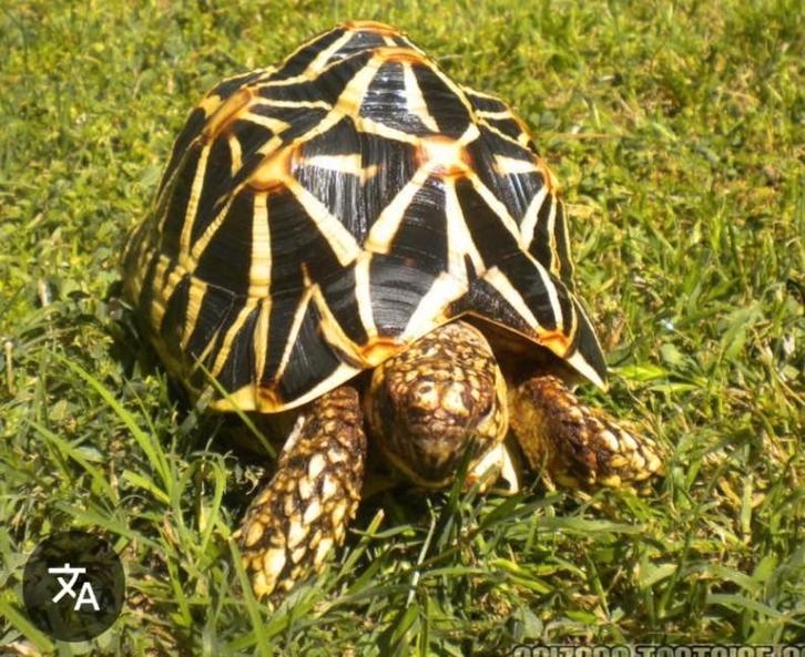 Landschildpad klok en ster