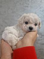 Maltezer Bichon pups  6 liefe jongens (reutjes), Dieren en Toebehoren, Honden | Chihuahua's en Gezelschapshonden, Maltezer, 8 tot 15 weken