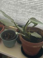 Philodendron hastatum luchtzuiverende Plant - Halfschaduw, Overige soorten, Vaste plant, Ophalen of Verzenden, Bloeit niet