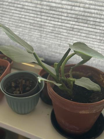 Philodendron hastatum luchtzuiverende Plant - Halfschaduw beschikbaar voor biedingen