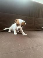 MINI JACK RUSSELS PUPS, Dieren en Toebehoren, Honden | Jack Russells en Terriërs, Jack Russell Terriër, 8 tot 15 weken, Meerdere