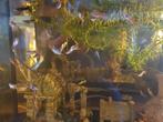 Guppy, Dieren en Toebehoren, Vis, Zoetwatervis, Schoolvis