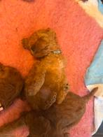 Dwergpoedels pups, Poedel, Rabiës (hondsdolheid), 8 tot 15 weken, Meerdere