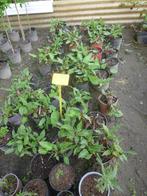 Polygonum Persicaria, Ophalen, Zomer, Overige soorten