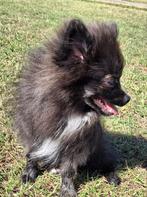 Pomeriaan Teefje te koop, Dieren en Toebehoren, Honden | Poolhonden, Keeshonden en Oertypen, Parvo, Keeshond, 15 weken tot 1 jaar