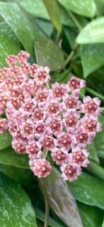 Hoya memoria gracilis, Ophalen of Verzenden, In pot, Halfschaduw, Minder dan 100 cm