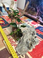 Kienout en Seiryu steen met Anubias of bucephalandra., Dieren en Toebehoren, Ophalen of Verzenden, Zo goed als nieuw, Plant(en), Steen of Hout