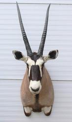 Grote opgezette kop SPIESBOK / GEMSBOK antilope, Verzamelen, Dierenverzamelingen, Ophalen, Zo goed als nieuw, Wild dier, Opgezet dier