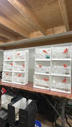 Tt kooien opkooi kooien kunstof, Dieren en Toebehoren, Ophalen of Verzenden, Zo goed als nieuw, Kunststof, Broedkooi of Kweekkooi