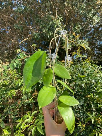 Hoya glabra beschikbaar voor biedingen