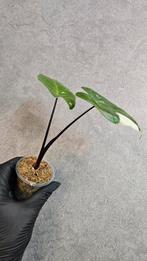 Alocasia Macrorrhiza Black Stem Variegata, Ophalen of Verzenden, Halfschaduw, Minder dan 100 cm