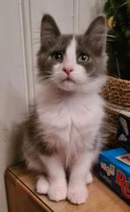 Maine coon X ragdoll KATERTJE, Meerdere dieren, Ontwormd, 0 tot 2 jaar