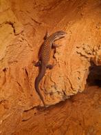 Stekelstaart varaan met mooi terrarium 120x50x60, Dieren en Toebehoren, Hagedis, 0 tot 2 jaar