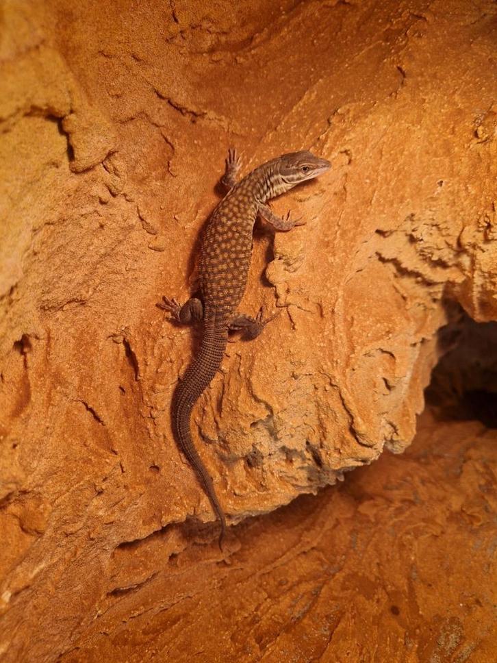 Stekelstaart varaan met mooi terrarium 120x50x60