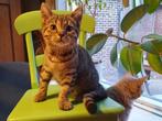 Britse korthaar kittens, volbloed en halfbloed, Dieren en Toebehoren, Katten en Kittens | Raskatten | Korthaar, Meerdere dieren