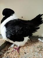 Forse Strasser duivin, Dieren en Toebehoren, Vogels | Duiven, Vrouwelijk