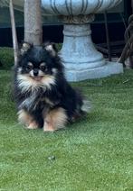 Pomeranian mini, Dieren en Toebehoren, Honden | Chihuahua's en Gezelschapshonden, CDV (hondenziekte), 1 tot 2 jaar, Eén hond, Nederland