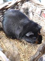 Jonge cavia, Dieren en Toebehoren, Mannelijk, Cavia, Na 1 juli 2024