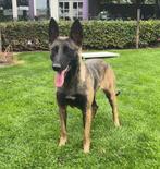 Getrainde waakhond, Dieren en Toebehoren, CDV (hondenziekte), 1 tot 2 jaar, Teef, Eén hond