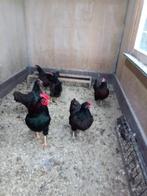 Broedeieren barnevelder kriel dubbel gezoomd, Dieren en Toebehoren, Pluimvee
