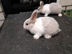 Raszuivere jonge Hollander konijnen te koop, Dieren en Toebehoren, Konijnen, Klein, Meerdere dieren, 0 tot 2 jaar