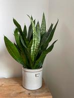 Sansevieria (Vrouwentong) – grote, volle plant inclusief pot, Ophalen, Overige soorten, Halfschaduw, In pot