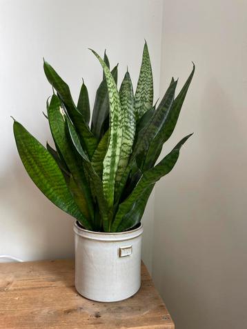 Sansevieria (Vrouwentong) – grote, volle plant inclusief pot beschikbaar voor biedingen