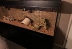 Terrarium, Dieren en Toebehoren, Reptielen en Amfibieën | Toebehoren, Ophalen, Zo goed als nieuw