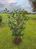 Prunus Novita laurier struiken voor een haag, Tuin en Terras, Planten | Struiken en Hagen, Ophalen of Verzenden, Laurier, Minder dan 100 cm