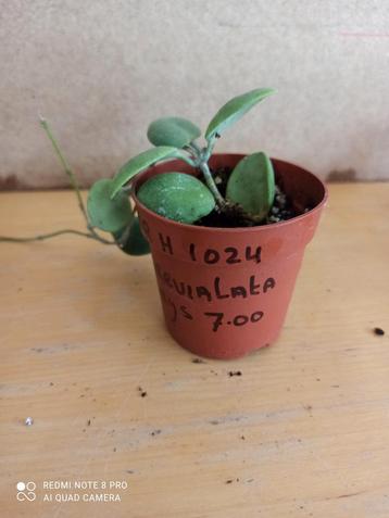 Hoya Brevialata potmaat 6.5 nummer h1024 reclame beschikbaar voor biedingen