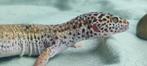 Hypo Tug Snow Gecko – Vrouw, Hagedis, Tam, 3 tot 6 jaar