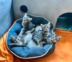 Prachtige kittens  🐾, Dieren en Toebehoren, Katten en Kittens | Raskatten | Korthaar, Meerdere dieren, Ontwormd, 0 tot 2 jaar