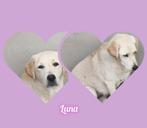 Luna zoekt baasje, Dieren en Toebehoren, Particulier, Rabiës (hondsdolheid), 1 tot 2 jaar, Buitenland