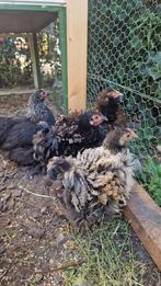 4 wyandotte kippen, Vrouwelijk, Kip