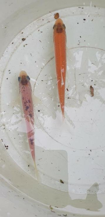 2 WINDES  13 CM  beschikbaar voor biedingen