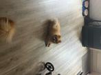 Pomeriaan te koop witte en een bruine allebei liefde gezonde, Dieren en Toebehoren, Honden | Poolhonden, Keeshonden en Oertypen