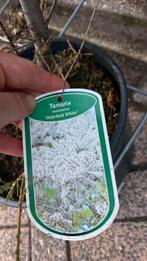 Tamarix ‘hulsdonk white’ nu 25% korting, Ophalen, Overige soorten, Volle zon