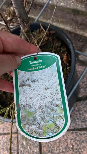 Tamarix ‘hulsdonk white’ beschikbaar voor biedingen