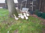Ganzen, Dieren en Toebehoren, Vogels | Overige Vogels, Meerdere dieren, Roofvogel